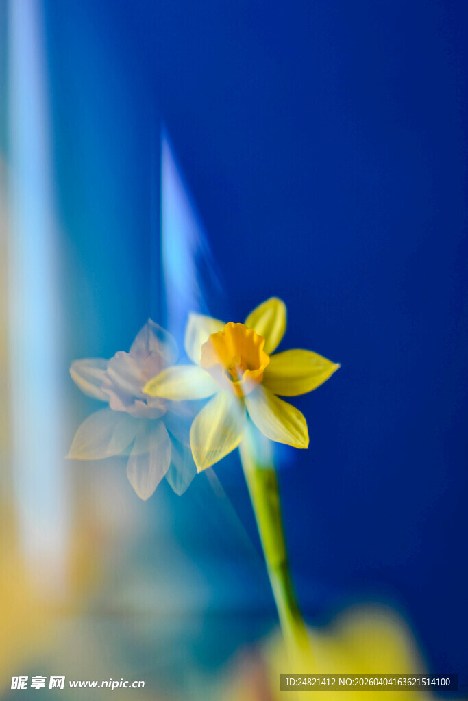 绽放的黄色水仙