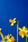 蓝天下的黄色小花