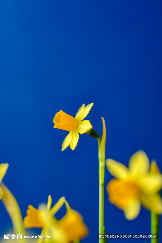 蓝天下的黄色小花
