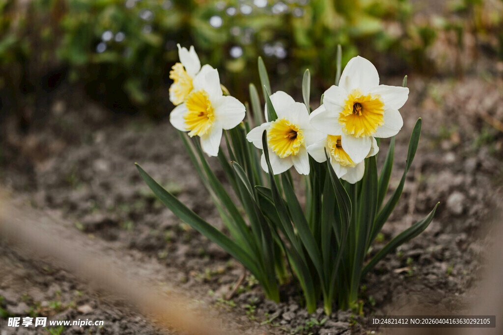 绽放的美丽水仙花