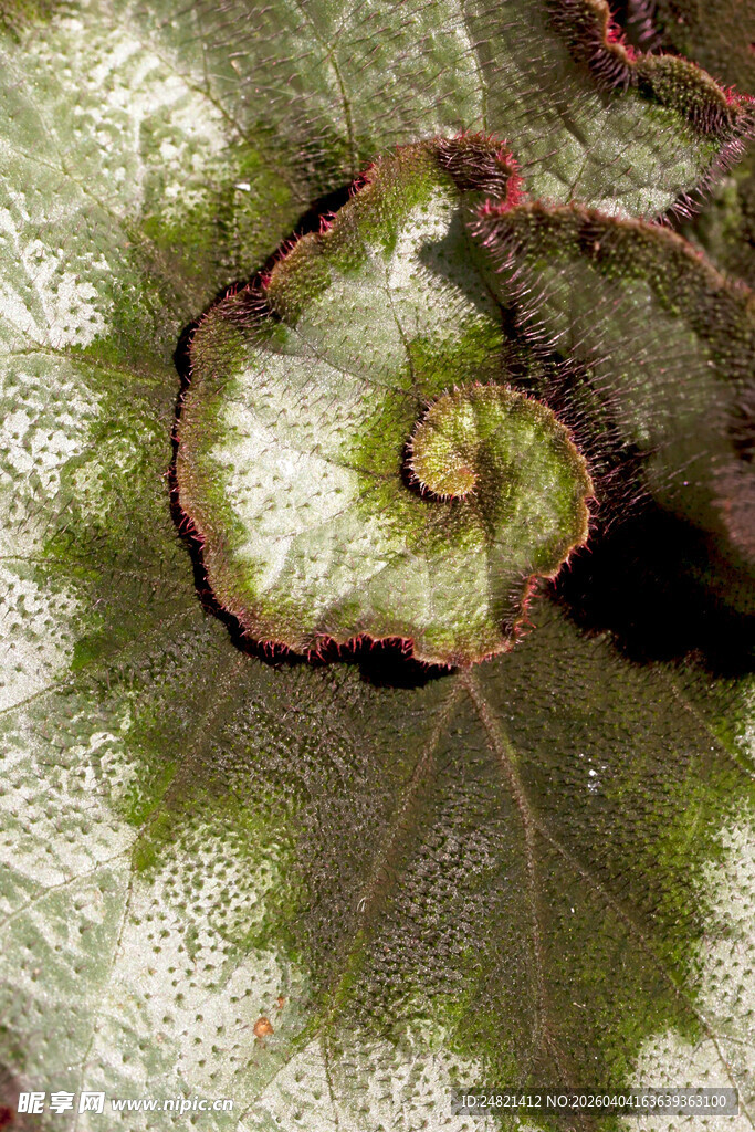 叶片上的蜷曲小虫