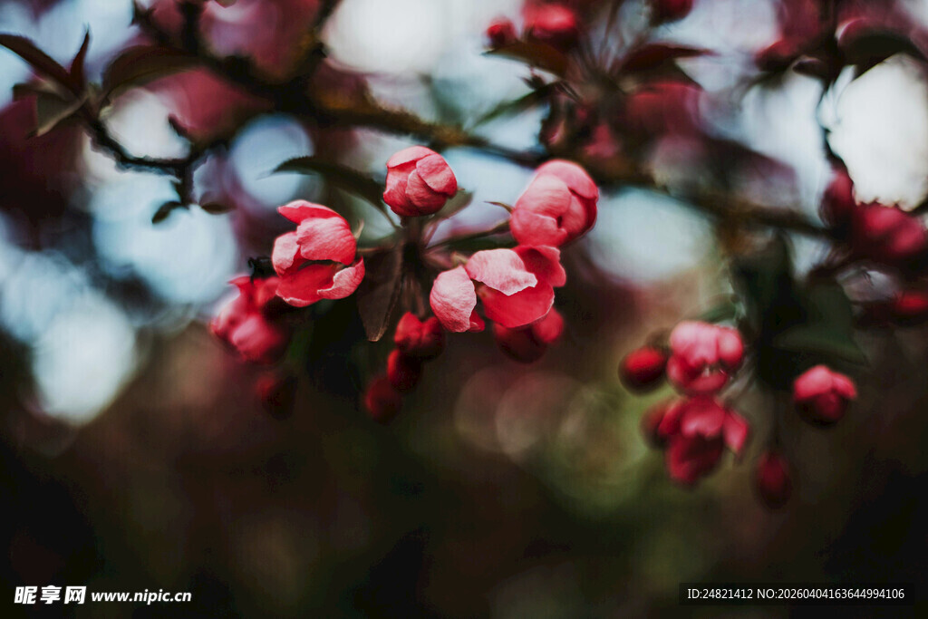 枝头绽放的娇艳粉色花朵