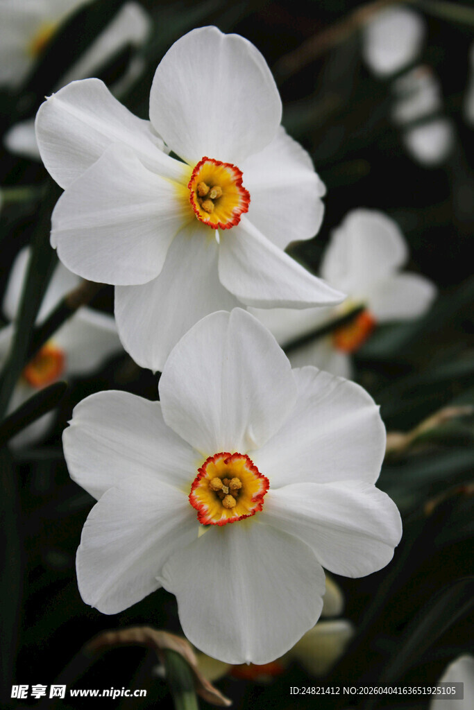 清新绽放的白色水仙花