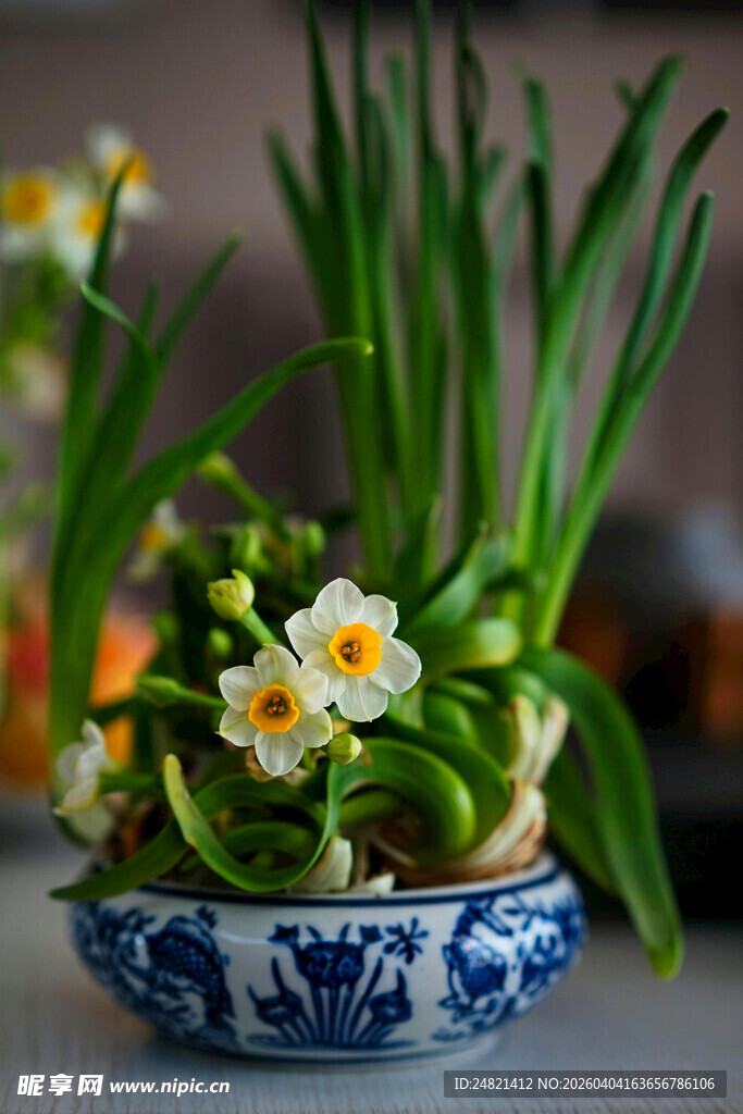 蓝白瓷盆中的水仙花卉