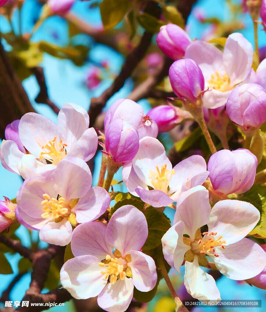 春日绽放的娇艳粉色花朵