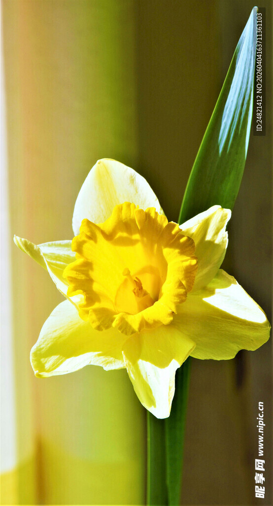 黄色水仙绽放