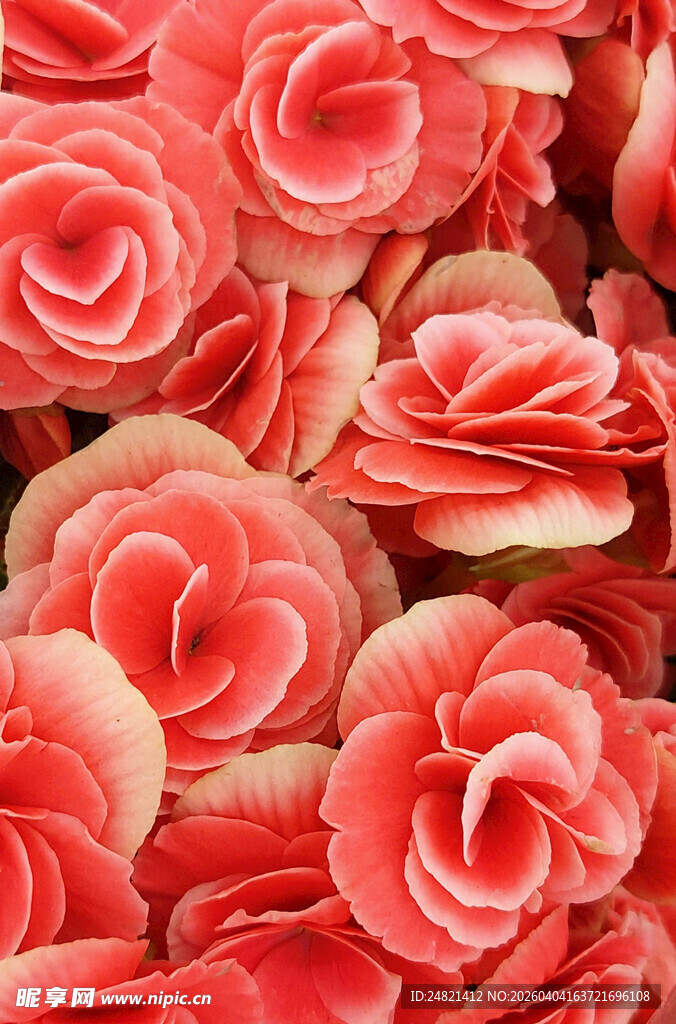 艳丽粉色玫瑰花朵特写