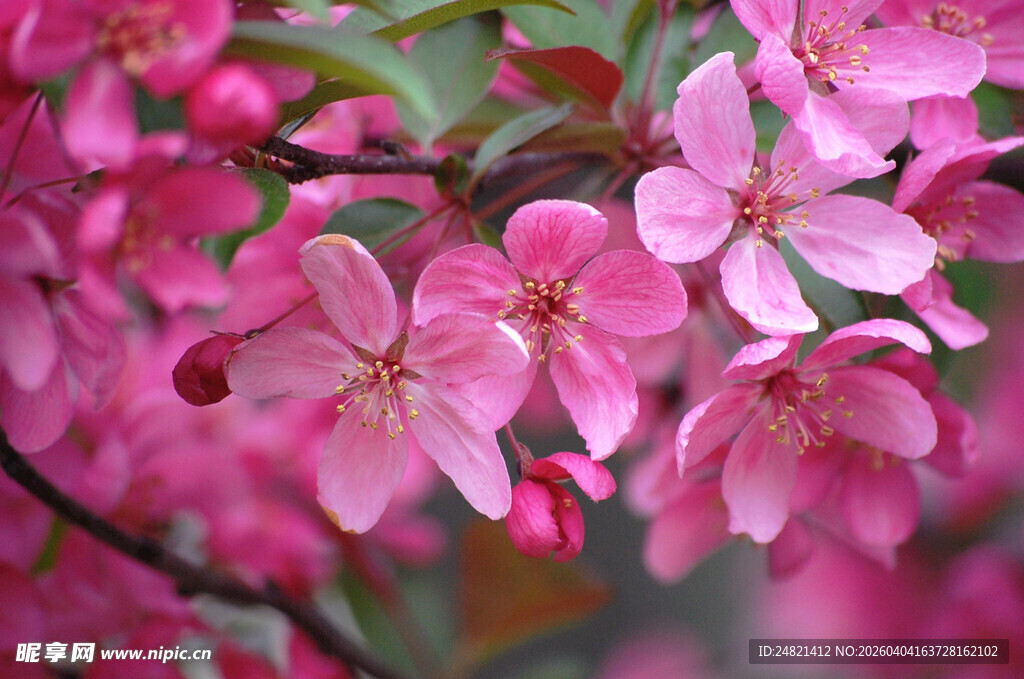 娇艳粉色海棠花绽放