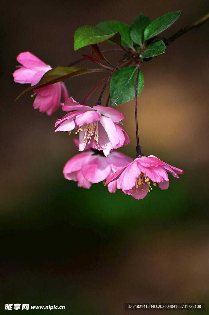 粉色垂丝海棠花枝特写