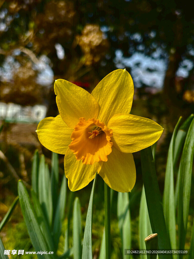 黄色水仙绽放于绿丛中