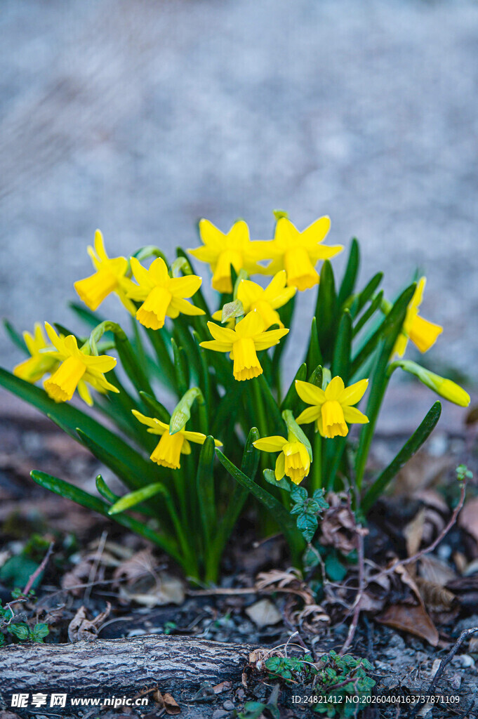 黄色水仙绽放于地面
