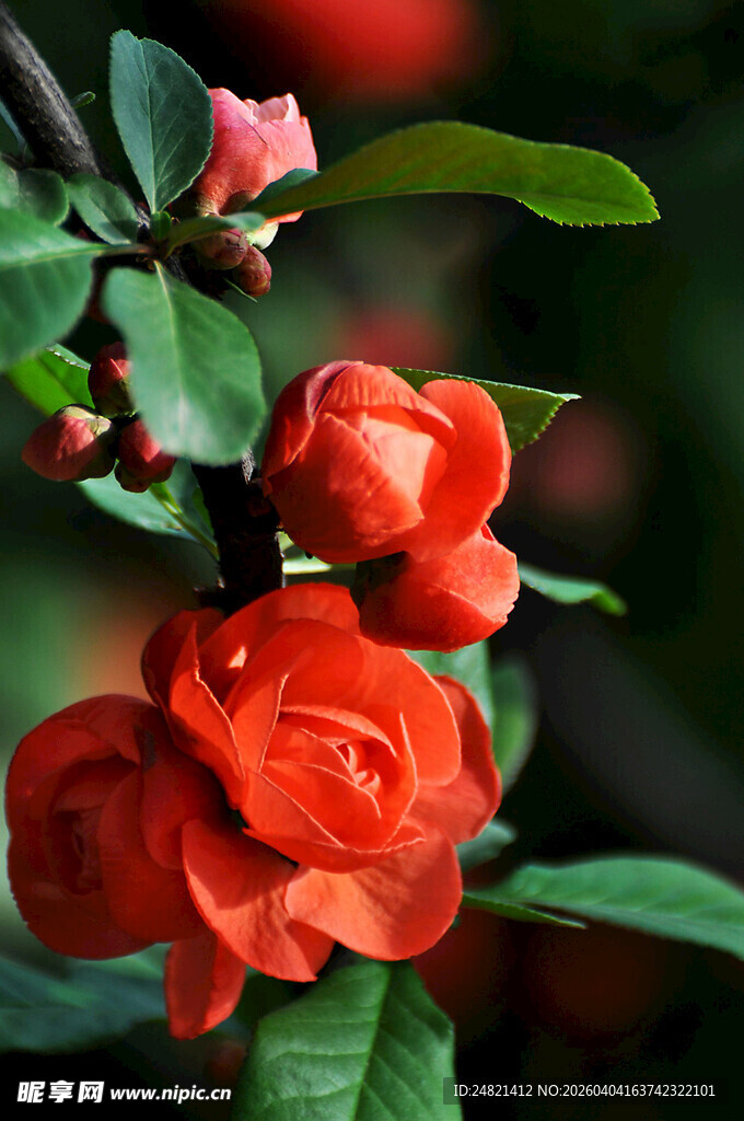 艳丽红山茶绽放枝头