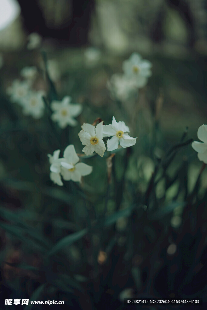 春日绽放的清新白色水仙