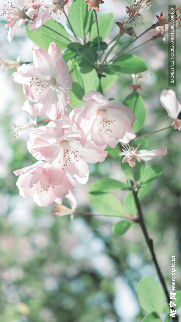 粉嫩樱花枝头绽放