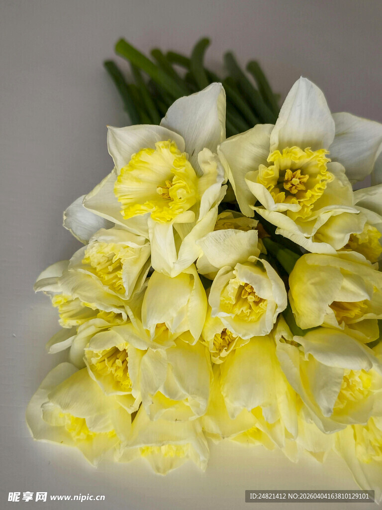 黄白水仙花卉特写