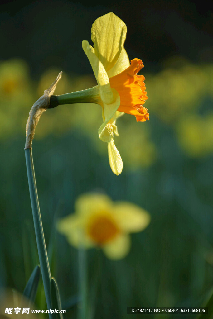 绽放的黄色水仙花