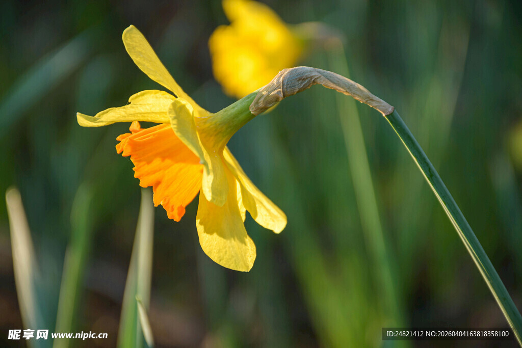 绽放的黄色水仙花