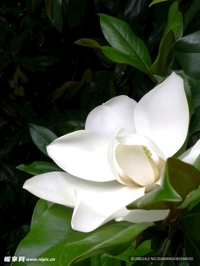 洁白玉兰花绽放绿叶间