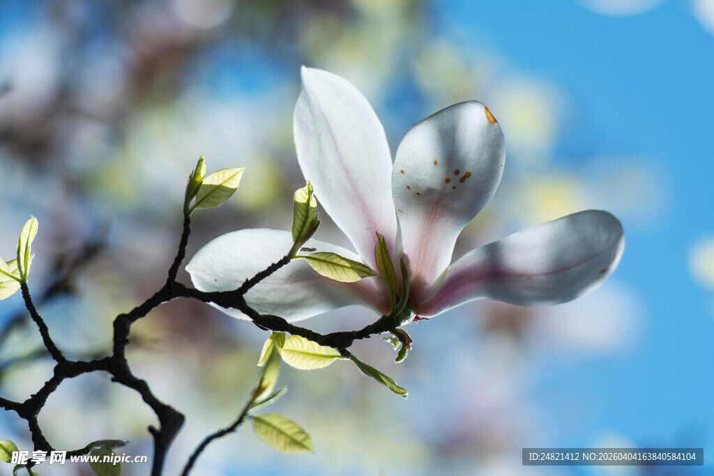 玉兰花枝绽放于蓝天