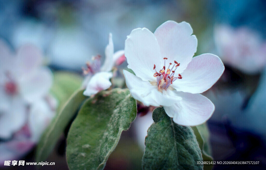 娇艳苹果花绽放