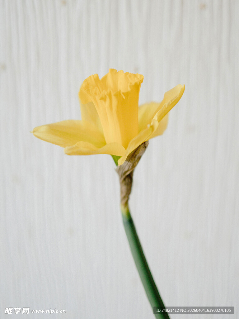 单枝黄色水仙花特写