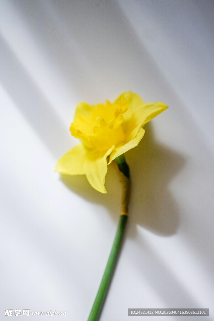 黄色单朵水仙花特写