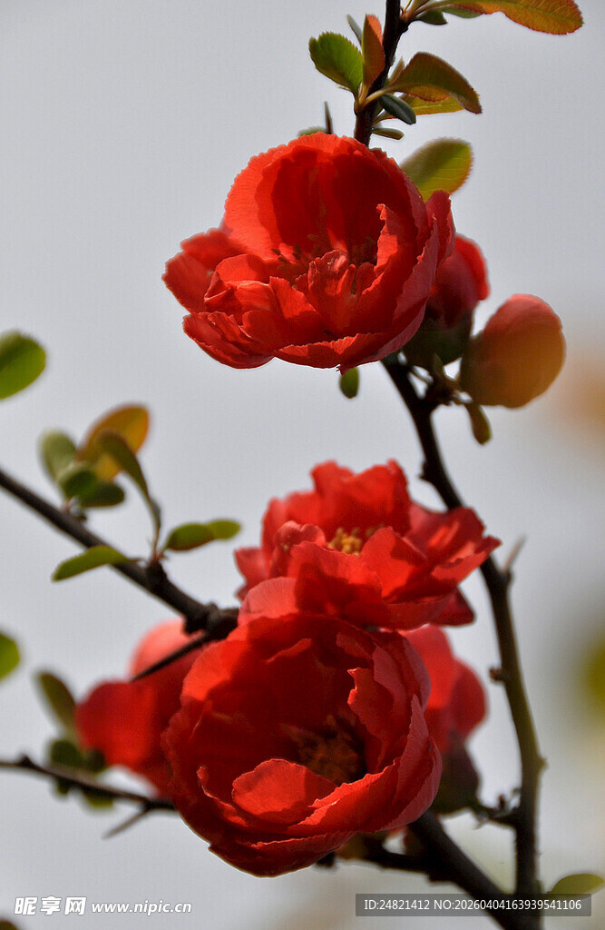 娇艳红杜鹃绽放枝头