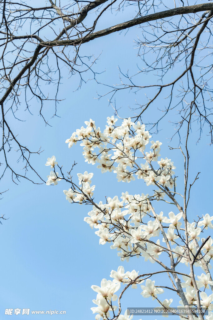 蓝天映衬下的洁白花枝