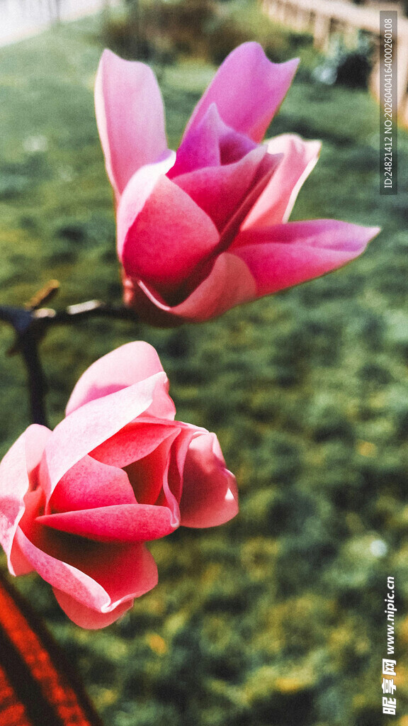 娇艳玉兰花枝俏