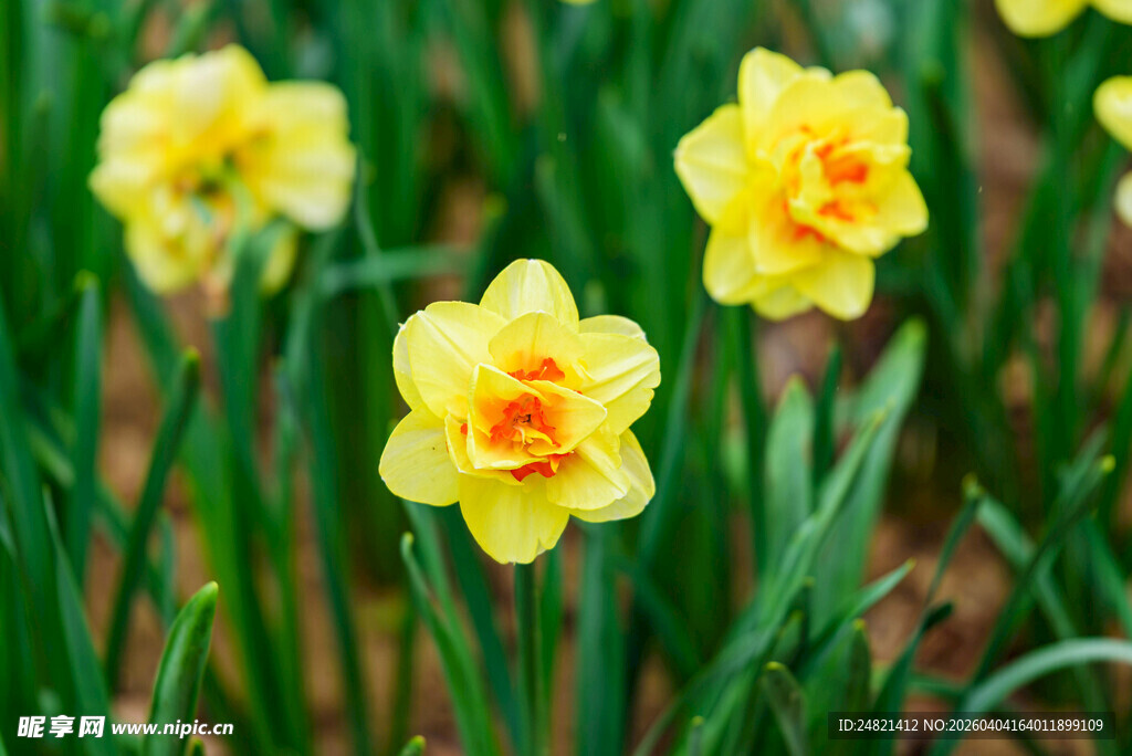 绽放的黄色水仙