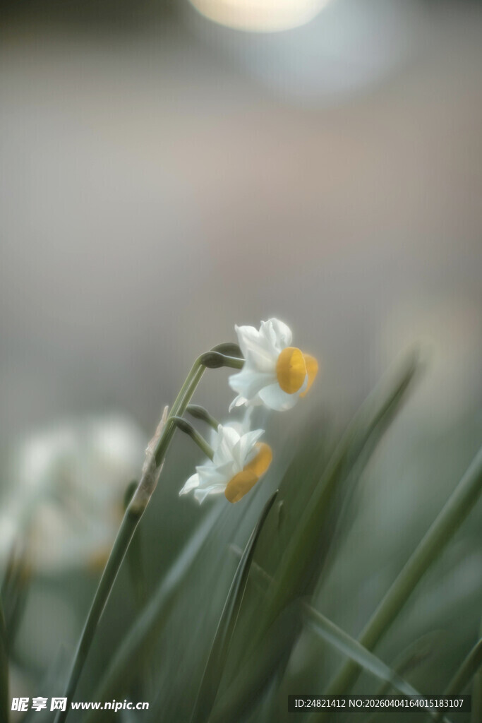 清新绽放的水仙花