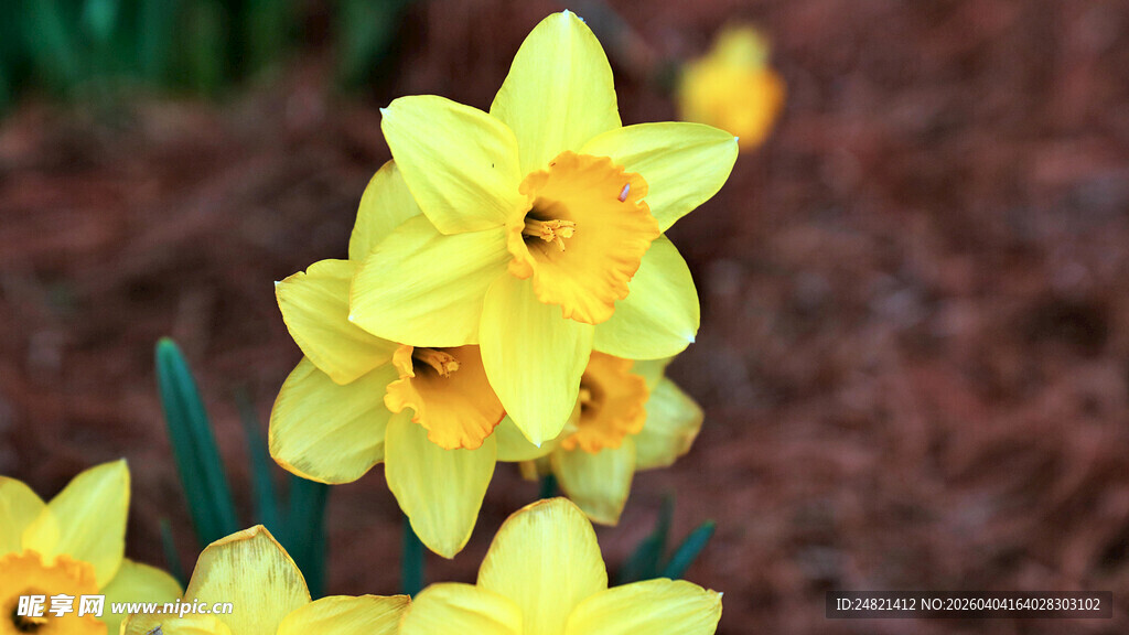 绽放的黄色水仙花
