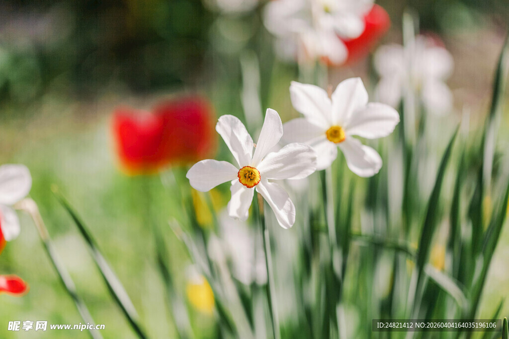 绽放的白色水仙花