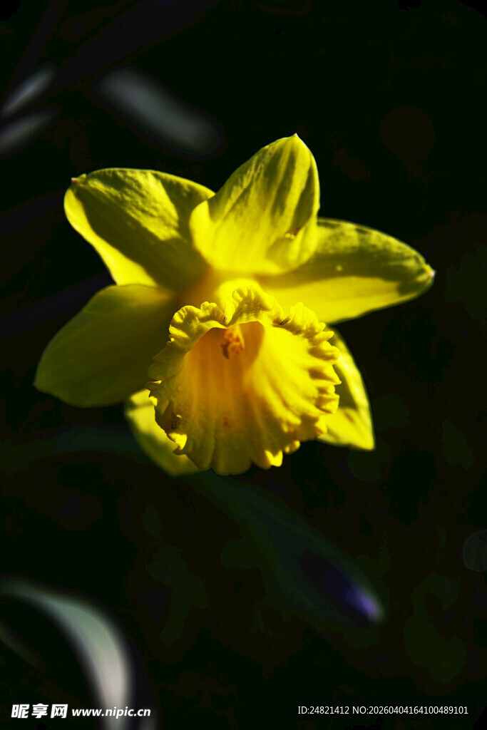 黄色水仙绽放