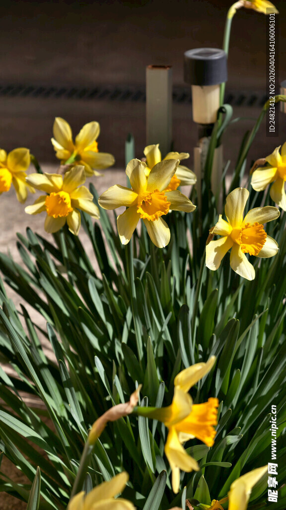 绽放的黄色水仙花