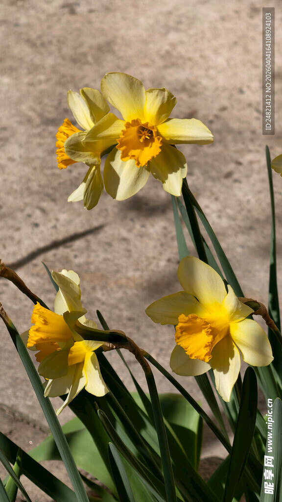 绽放的黄色水仙花