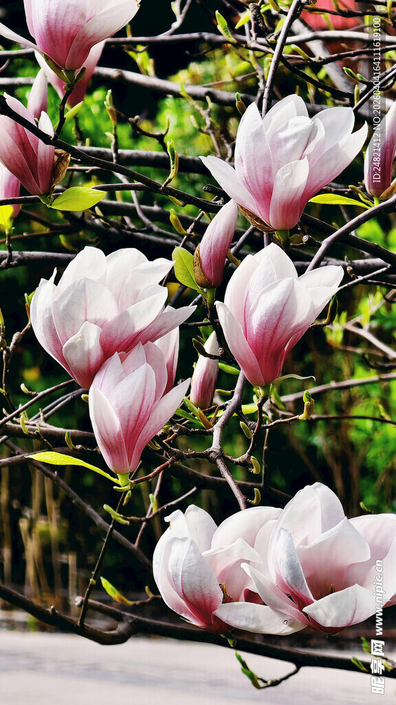 玉兰花绽放枝头