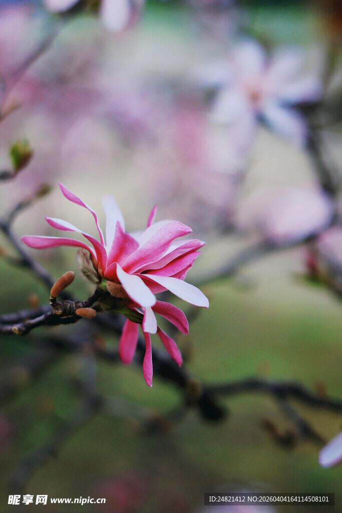 娇艳玉兰花枝绽放