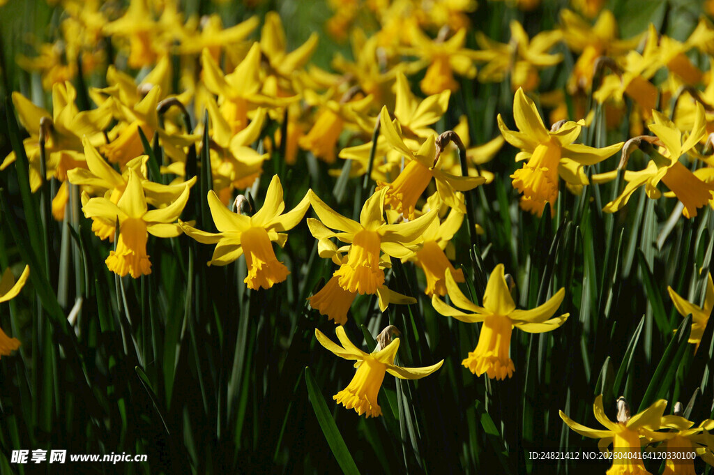 金黄水仙绽放美丽花田