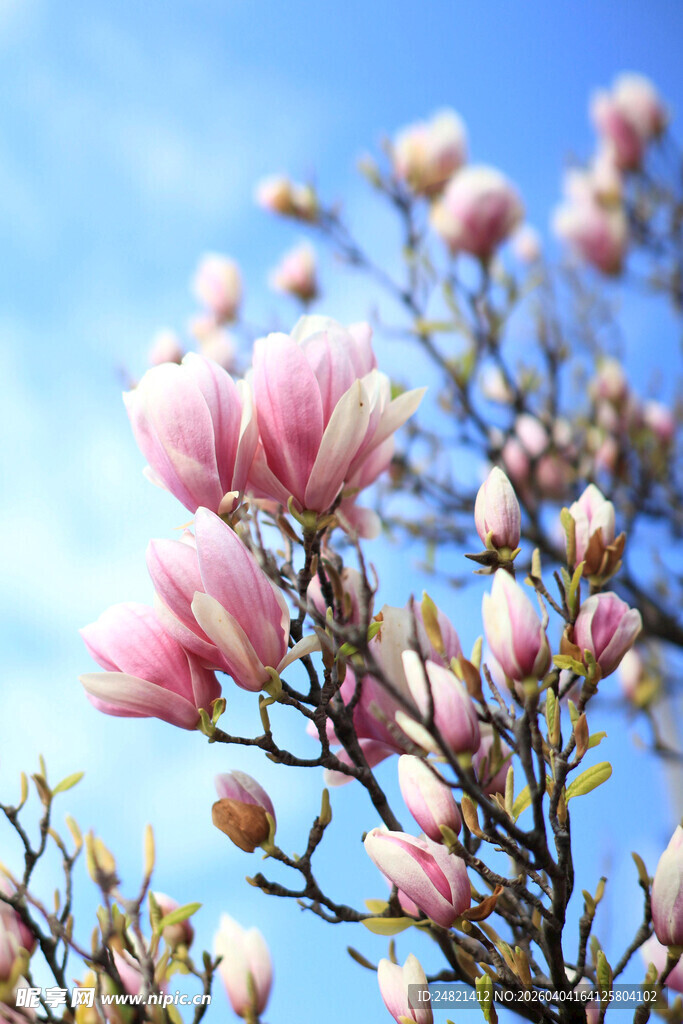 蓝天映衬下的粉嫩玉兰花