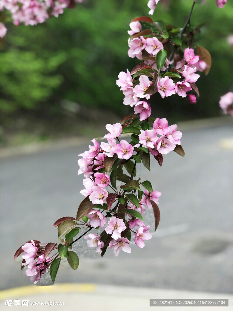枝头绽放的粉嫩海棠花