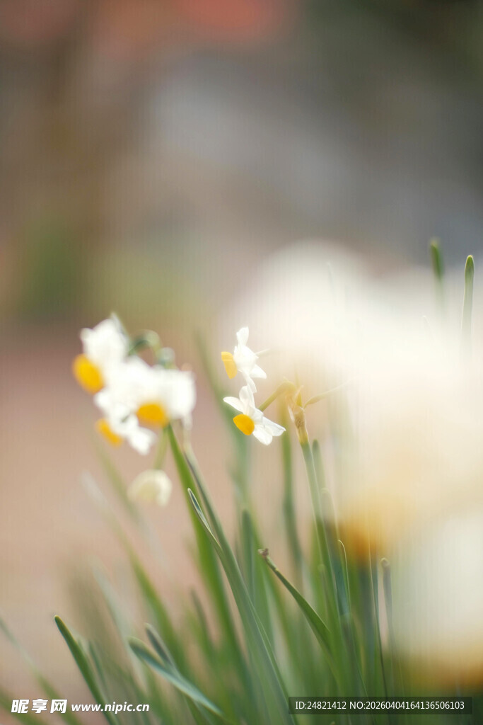 绽放的清新水仙花