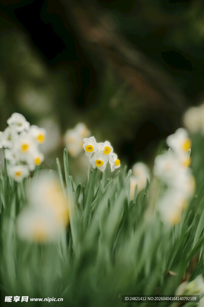 春日绽放的清新白色小花
