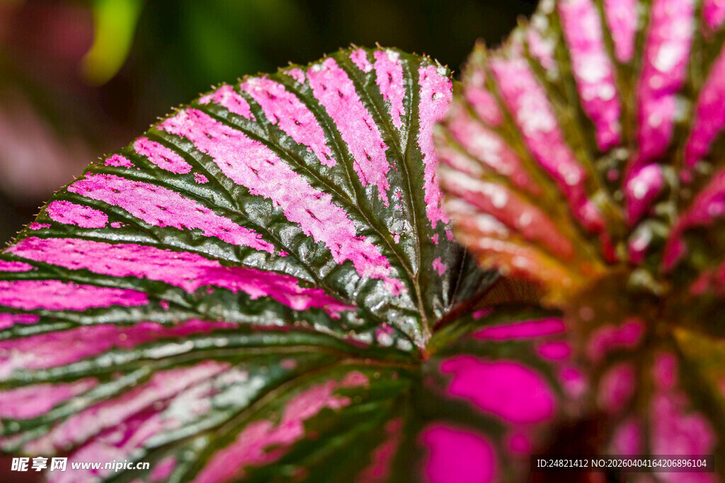 粉色斑纹彩叶植物特写
