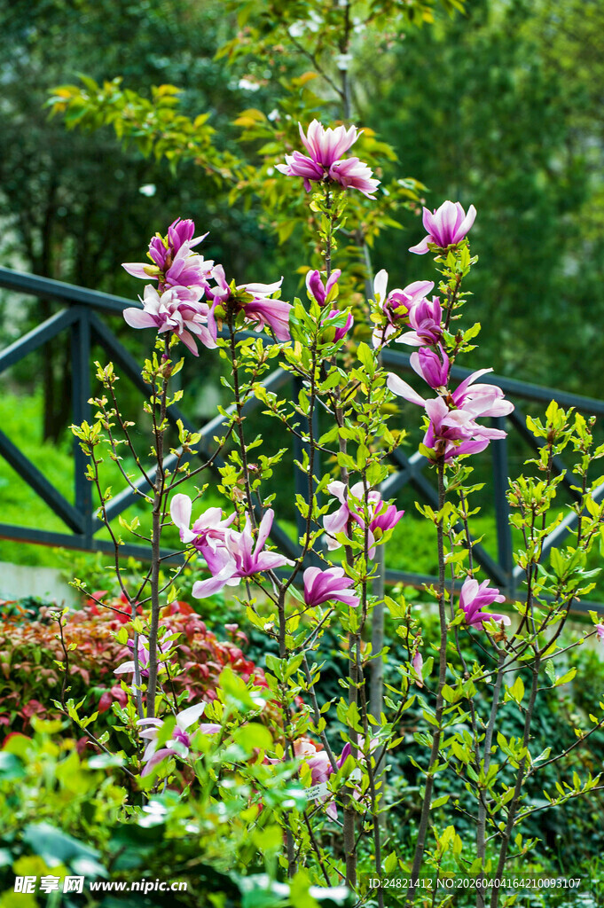 花园中绽放的美丽玉兰花