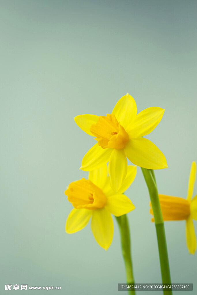 黄色水仙绽放
