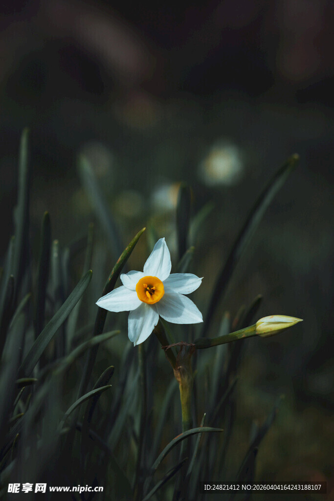 白色水仙绽放于草丛中