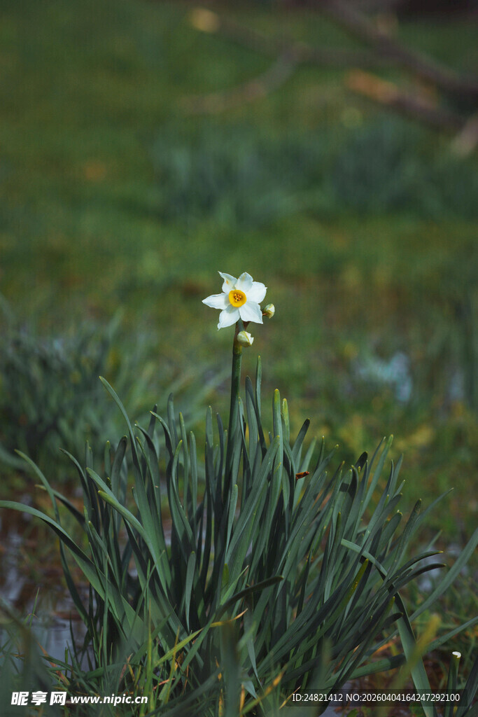 孤朵水仙绽于葱郁草丛