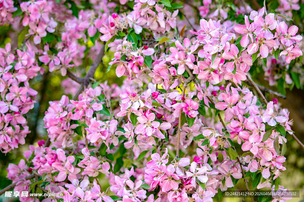 烂漫粉色花丛绽放