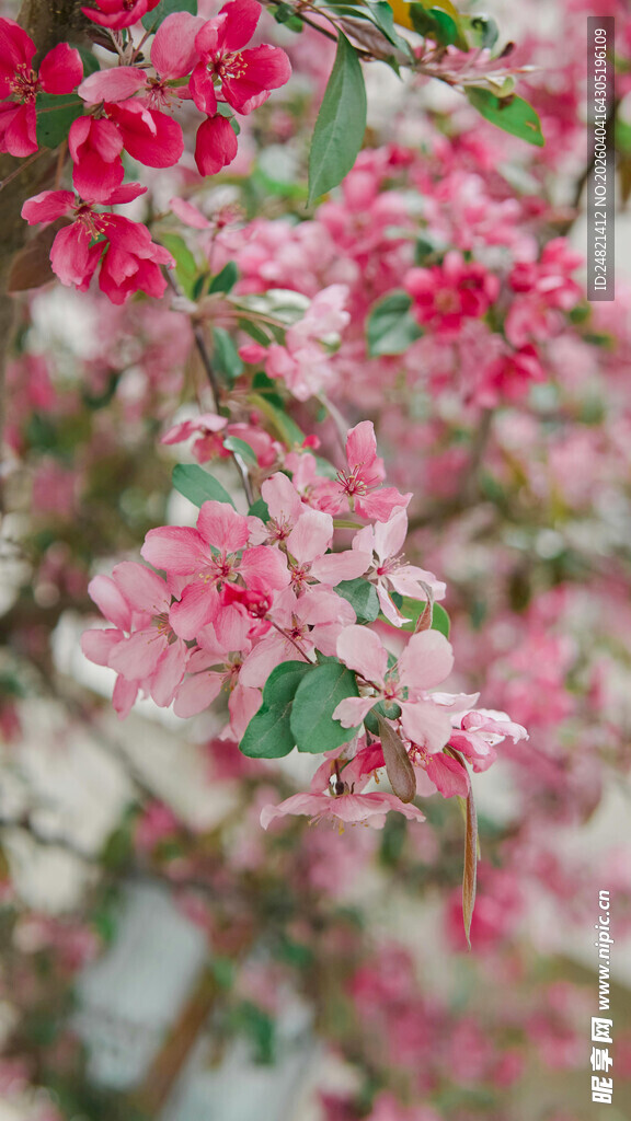 娇艳盛开的粉色繁花